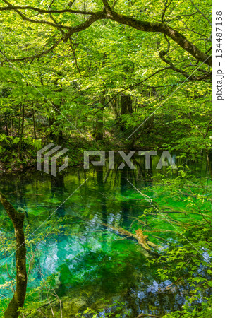 初夏の世界遺産白神山地 新緑の十二湖 沸壺の池 初夏の世界遺産白神山地 新緑の十二湖 沸壺の池 134487138