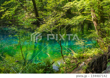 初夏の世界遺産白神山地　新緑の十二湖　沸壺の池 134487142
