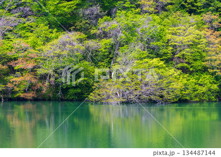 初夏の世界遺産白神山地　新緑の十二湖　落口の池 134487144