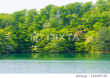 初夏の世界遺産白神山地 新緑の十二湖 王池(東湖) 初夏の世界遺産白神山地 新緑の十二湖 王池(東湖) 134487145