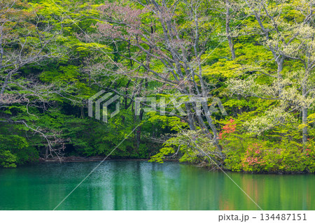 初夏の世界遺産白神山地 新緑の十二湖 王池(西湖) 初夏の世界遺産白神山地 新緑の十二湖 王池(西湖) 134487151