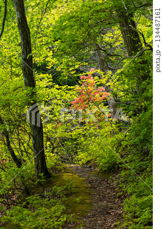 初夏の世界遺産白神山地　新緑の十二湖　王池（西湖） 134487161