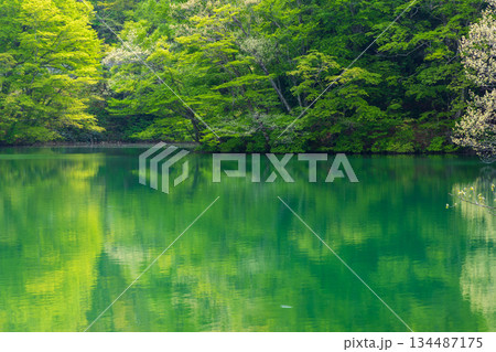 初夏の世界遺産白神山地 新緑の十二湖 王池(西湖) 初夏の世界遺産白神山地 新緑の十二湖 王池(西湖) 134487175