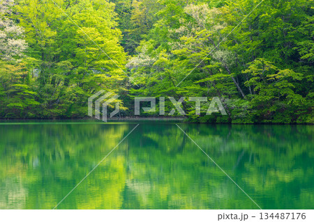 初夏の世界遺産白神山地 新緑の十二湖 王池(西湖) 初夏の世界遺産白神山地 新緑の十二湖 王池(西湖) 134487176