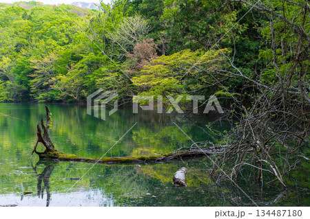 初夏の世界遺産白神山地 新緑の十二湖 日暮の池 初夏の世界遺産白神山地 新緑の十二湖 日暮の池 134487180