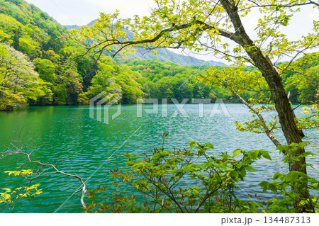 初夏の世界遺産白神山地　新緑の十二湖　鶏頭場の池 134487313