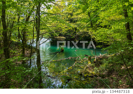 初夏の世界遺産白神山地　新緑の十二湖　鶏頭場の池 134487318