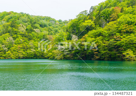 初夏の世界遺産白神山地　新緑の十二湖　鶏頭場の池 134487321