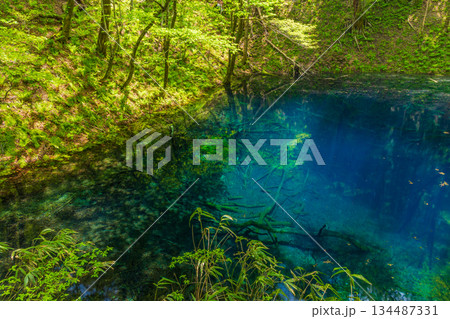初夏の世界遺産白神山地　新緑の十二湖　青池 134487331