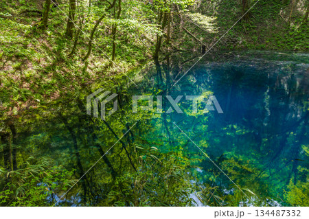 初夏の世界遺産白神山地 新緑の十二湖 青池 初夏の世界遺産白神山地 新緑の十二湖 青池 134487332