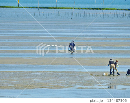 広い海の干潟で貝ほりをする人たちと干潟でエサをとるクロツラヘラサギ 134487506
