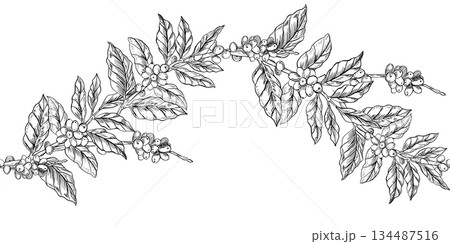 A seamless border featuring coffee branches with ripe beans. Vector illustration for cafe and restaurant interiors, menus, packaging, and corporate identity. A seamless border featuring coffee branches with ripe beans. Vector illustration for cafe and restaurant interiors, menus, packaging, and corporate identity. 134487516
