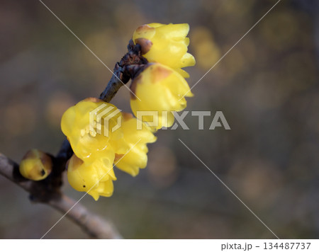 1月に咲いた黄色い蝋梅(ロウバイ)の花 1月に咲いた黄色い蝋梅(ロウバイ)の花 134487737