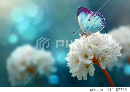 Beautiful white flower fresh spring morning on nature and butterfly on blue background. Spring, summer concept Beautiful white flower fresh spring morning on nature and butterfly on blue background. Spring, summer concept 134487799