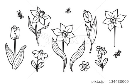 Spring Flowers Tulips, Daffodils and Chamomile Hand Drawn Doodle Set. Isolated Botanical Garden Plants Line Art. Vector illustration. Not AI 134488009