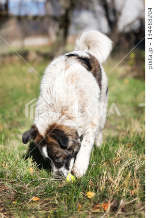 Bulgarian, Karakachan Dog playing with ball 134488204