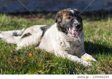 Bulgarian, Karakachan Dog playing with ball 134488205