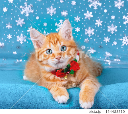 A cute little ginger kitten wearing a Christmas collar with a bow lies on a blue background with snowflakes 134488210