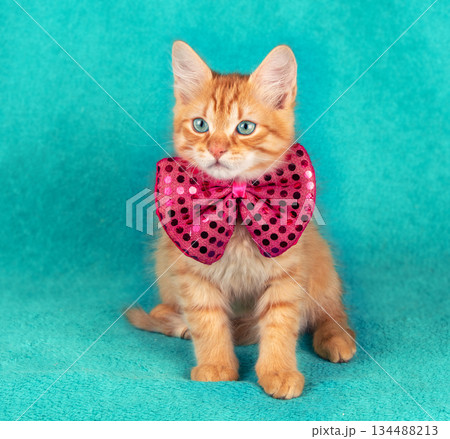 Portrait of a small ginger kitten in a bow tie on a blue background 134488213