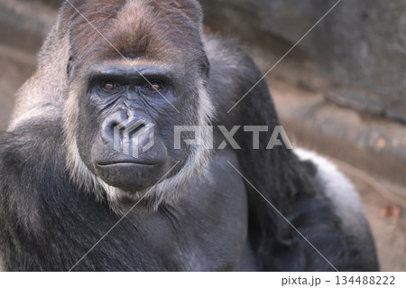 身を乗り出して話に加わろうとするゴリラ 134488222