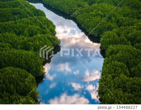 Aerial top down view of Phang Nga bay, Thailand mangrove forest background texture Aerial top down view of Phang Nga bay, Thailand mangrove forest background texture 134488227