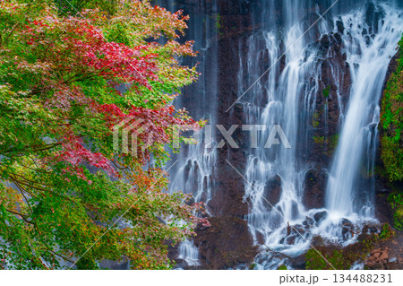 Shiraito waterfall in Autumn, Japan , out of focus background 134488231