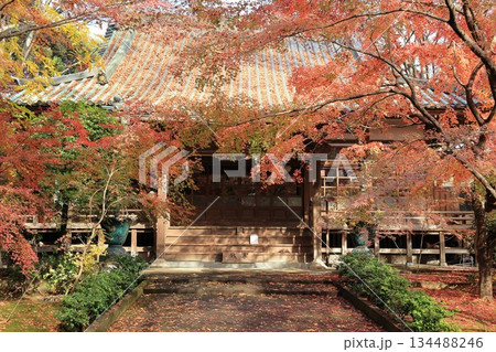 筑西市のもみじが黄葉した最勝寺本堂 筑西市のもみじが黄葉した最勝寺本堂 134488246