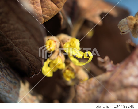 2月に咲きはじめたハマメリス・インターメディア「アーノルド・プロミス」の花 2月に咲きはじめたハマメリス・インターメディア「アーノルド・プロミス」の花 134488249