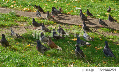 Group of active pigeons grazing on green grass in a park 134488254