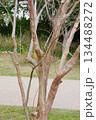サルスベリの幹 134488272