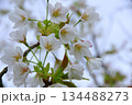 オオシマザクラ 134488273
