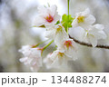 オオシマザクラ 134488274