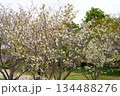 オオシマザクラ 134488276