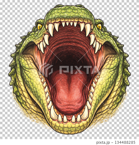 鱷魚張開大嘴的正面插圖 134488285