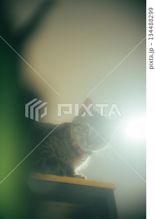 Curious Tabby Cat Looking Down in Soft Light 134488299