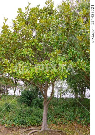 タイサンボク 泰山木 タイサンボク 泰山木 134488321