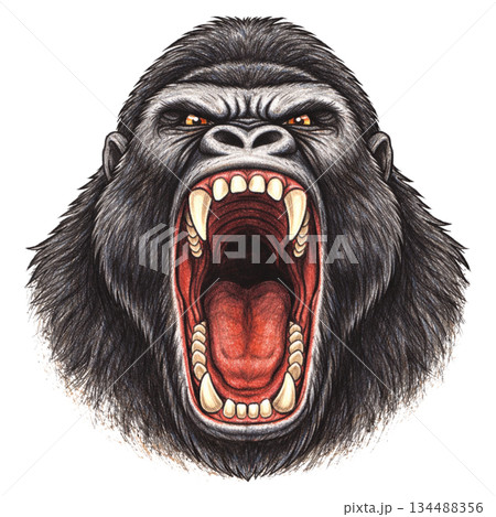 大きな口を開けたゴリラの正面イラスト 134488356