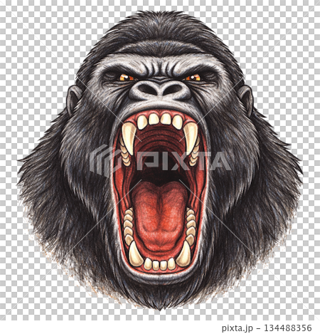 大猩猩正面插圖，大嘴張開 134488356