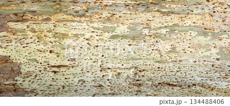 Sycamore tree bark showing natural camouflage pattern Sycamore tree bark showing natural camouflage pattern 134488406