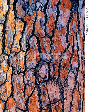 Close up orange pine tree bark texture 134488492
