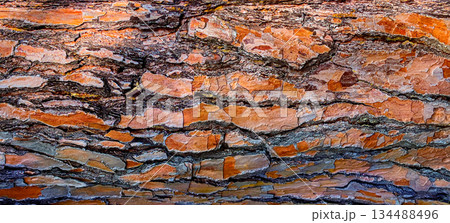 Pine tree bark texture orange brown patterns Pine tree bark texture orange brown patterns 134488496