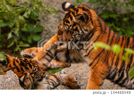 Sumatran tiger family with two little cubs 134488549