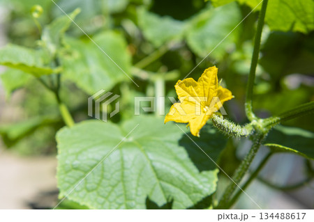 黄色いキュウリの花 134488617