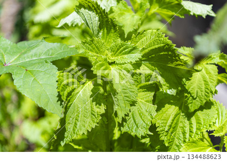 青じその葉 青じその葉 134488623