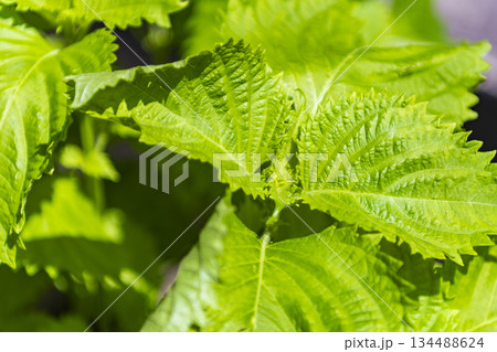 青じその葉 134488624