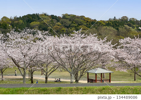 七瀬川自然公園と満開の桜 134489086