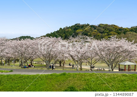 七瀬川自然公園と満開の桜 七瀬川自然公園と満開の桜 134489087