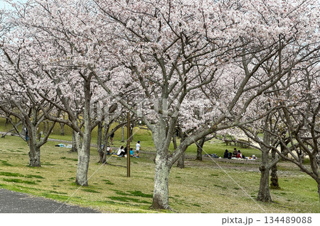 七瀬川自然公園と満開の桜 134489088