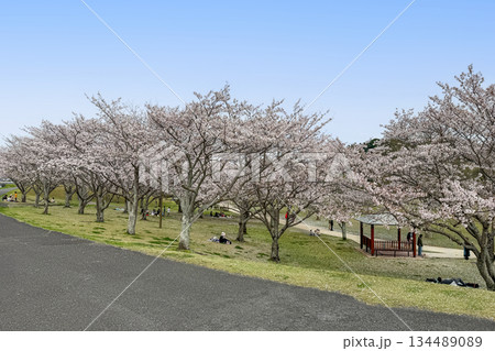 七瀬川自然公園と満開の桜 134489089