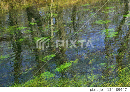 安曇野 大王わさび農場の清流 安曇野 大王わさび農場の清流 134489447